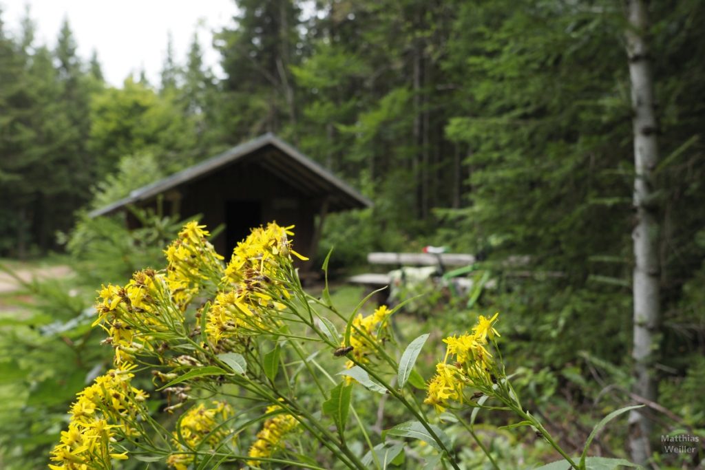 Blume mit Waldhütte, Trubelmattskopfrunde