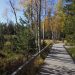 Wildseemoor Kaltenbronn, Steg, mit Herbststimmung