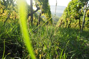 Gelgrüne Weinbergimpressionmit Lichteffekten am Gras
