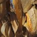 Maiskolben in Nahaufnahme mit braunen Faserhülsen