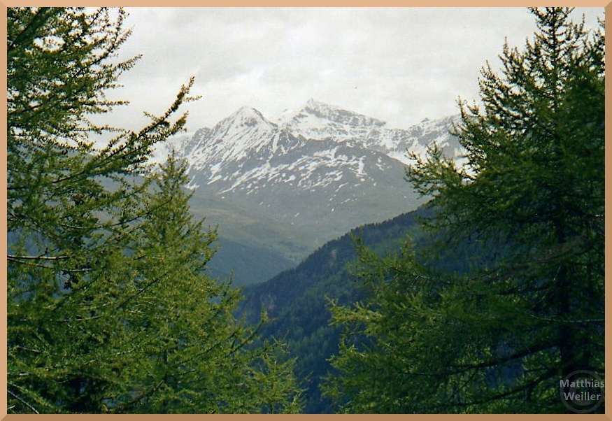 scheneebedeckte Gipfel mit Lärchengrün auf der Nordseite des Gaviapasses
