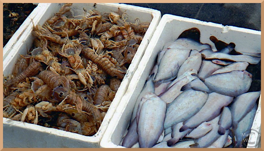 Langusten und Fische in Kisten