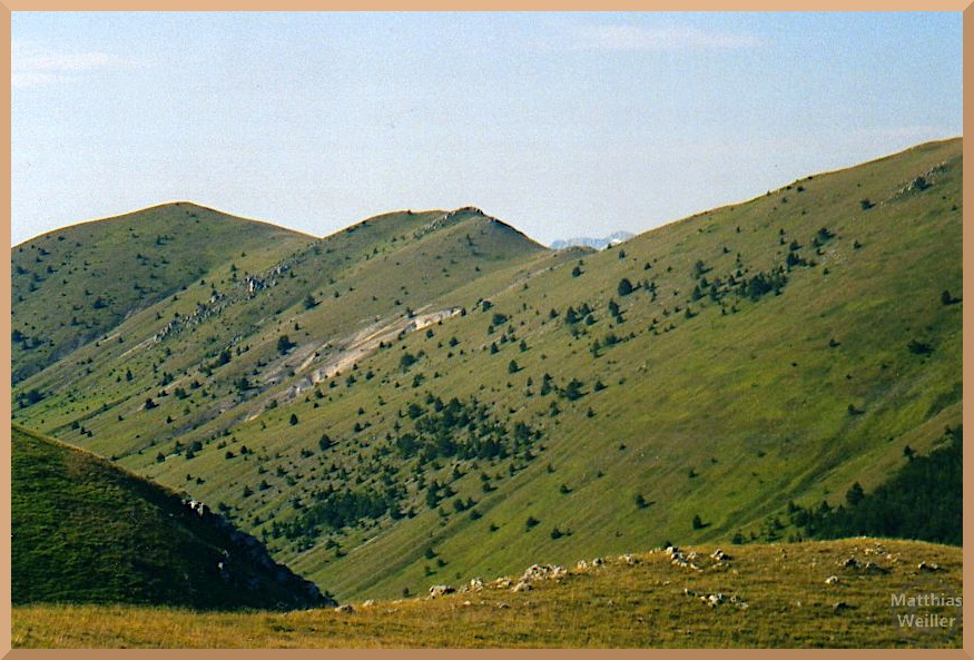 grüne Wiesenhänge der Berggrate mit verteilten Einzelsträuchern und Bäumchen