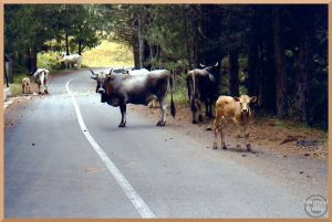 stark gehörnte Kühe auf Straße im Silagebirge, dunkelgrau, Kalb hellbraun