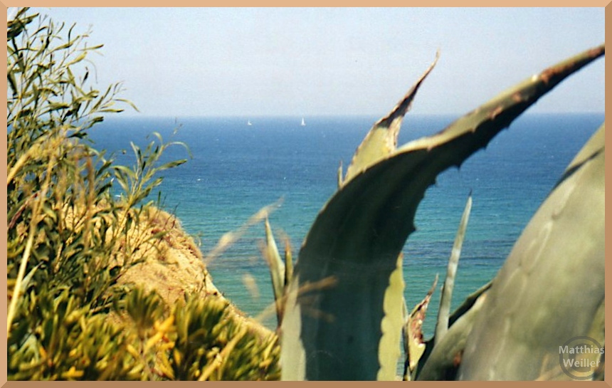 Blick auf blaues Meer durch Agave, in der Ferne Segelboote