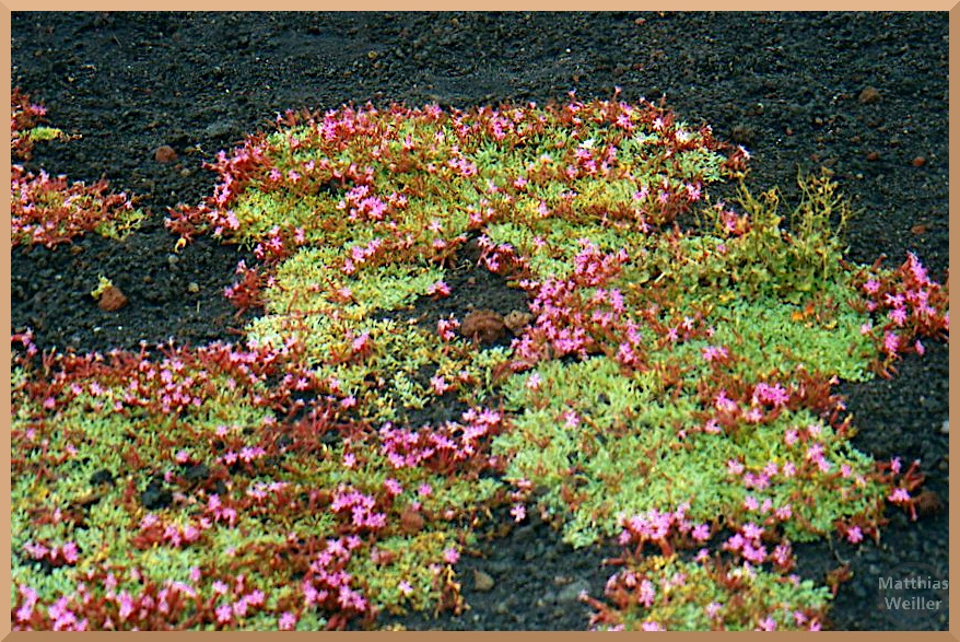 Rosa/hellgrün Blumenrosetten in schwarzer Lava