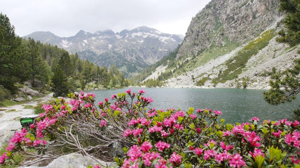 Alpenrosen mit See und Bergkulisse, Aigües Tortes