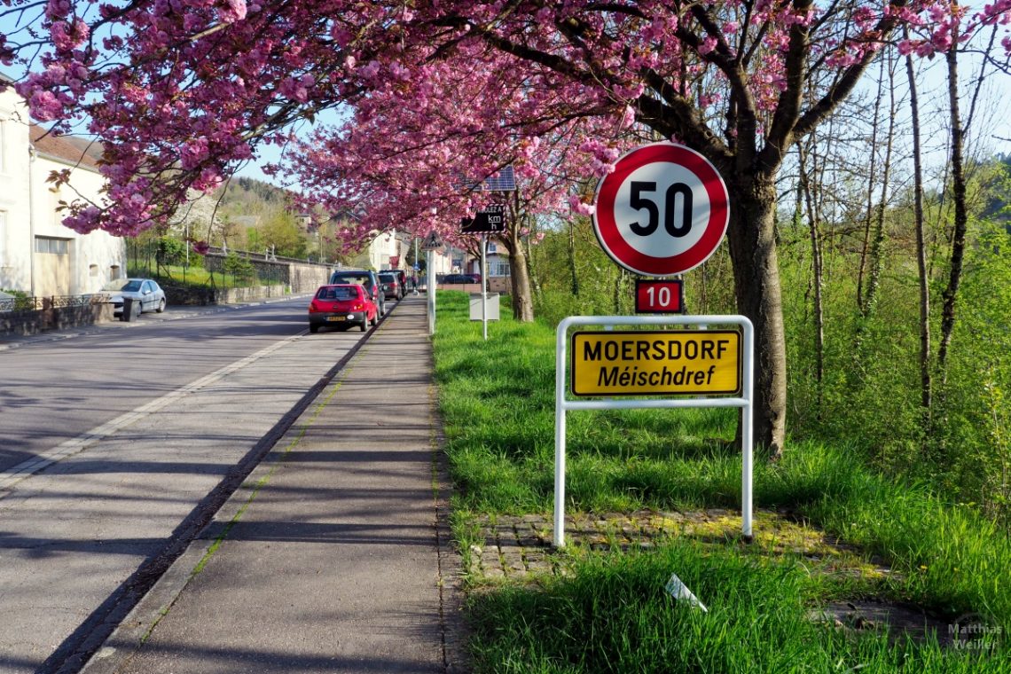 rosa Mandelblüte Einfahrt mit Ortsschild Moersdorf