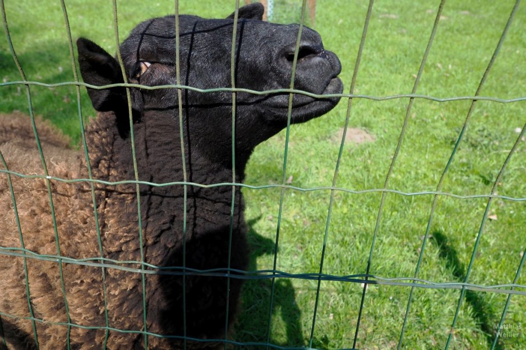 Kopf schwarzes Schaf durch Zaun betrachtet