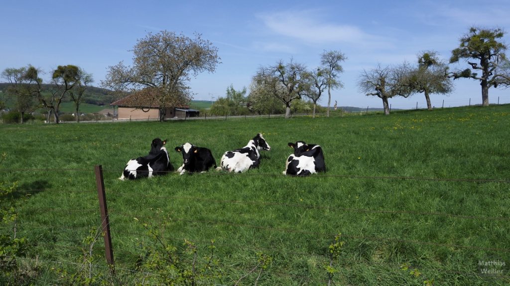 vier Kühe schwarz/weiß gefleckt, liegend auf grüner Wiese