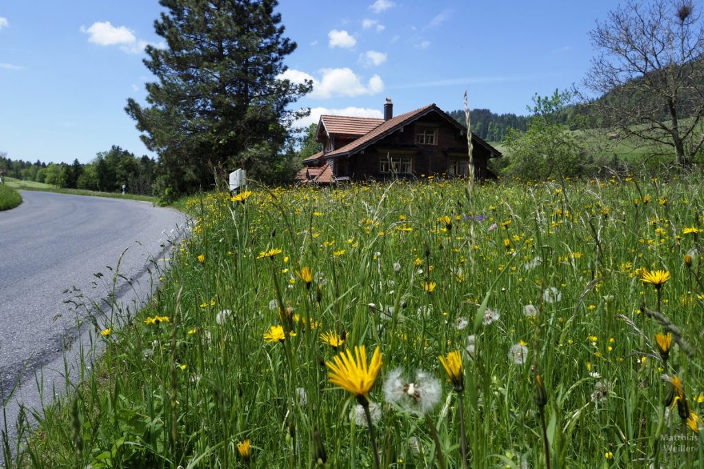 Blumenwiese mit Berghaus aus Bodenperspektive der Straße, Radroute Ricken - Wattwil