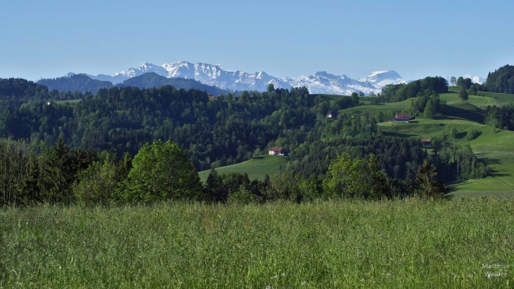 Grünhügelland mit Schnee-Gipfelkette im Hintergrund, Sädelegg