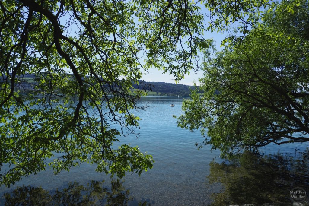 Seeblick durch hängende Uferbäume auf Greifensee