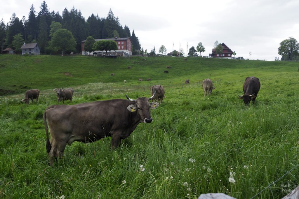 Bergweide mit Gasthof Gottschalkenberg und Kühen