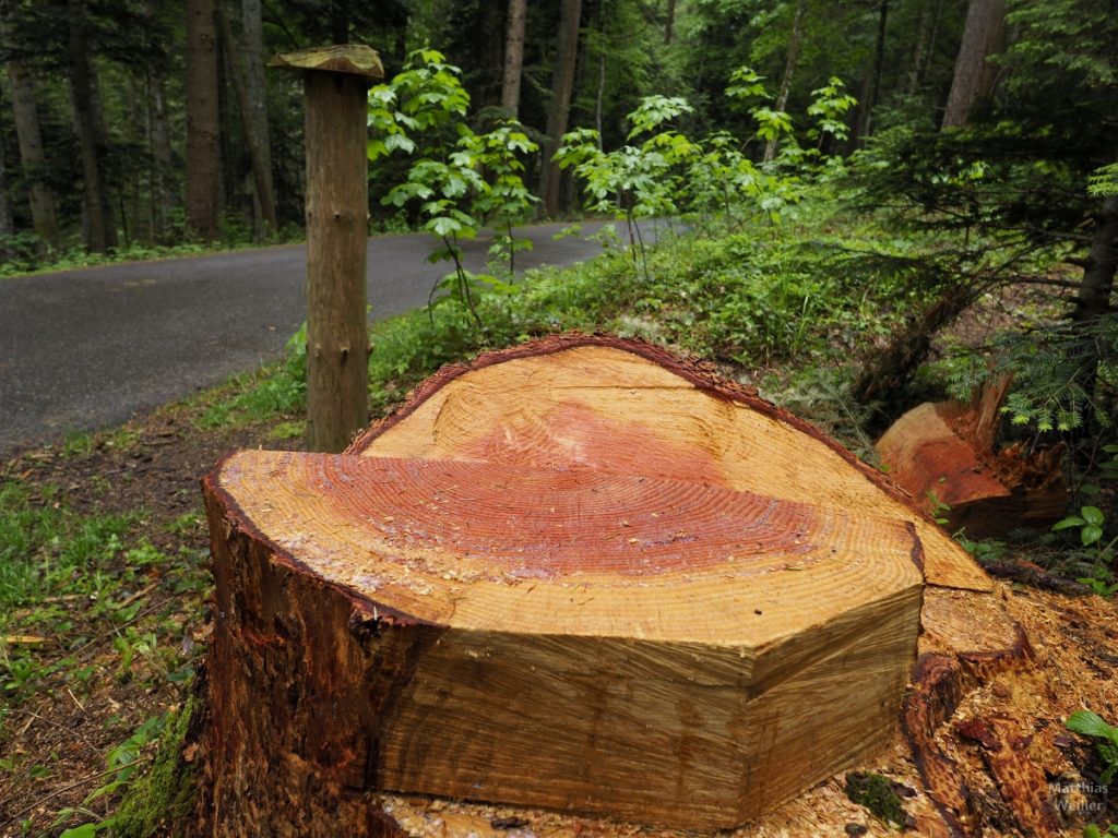 Frisch geschlagener Baumstumpf (rot-orange) im grün-feuchten Wald