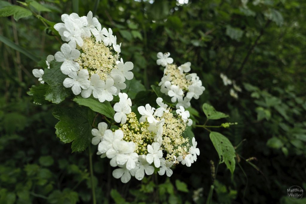 Weiße Blütenrosetten am Türlersee