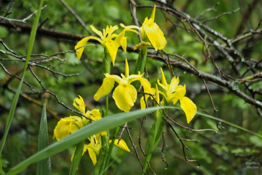 Gelbe Wasserlilien am Türlersee