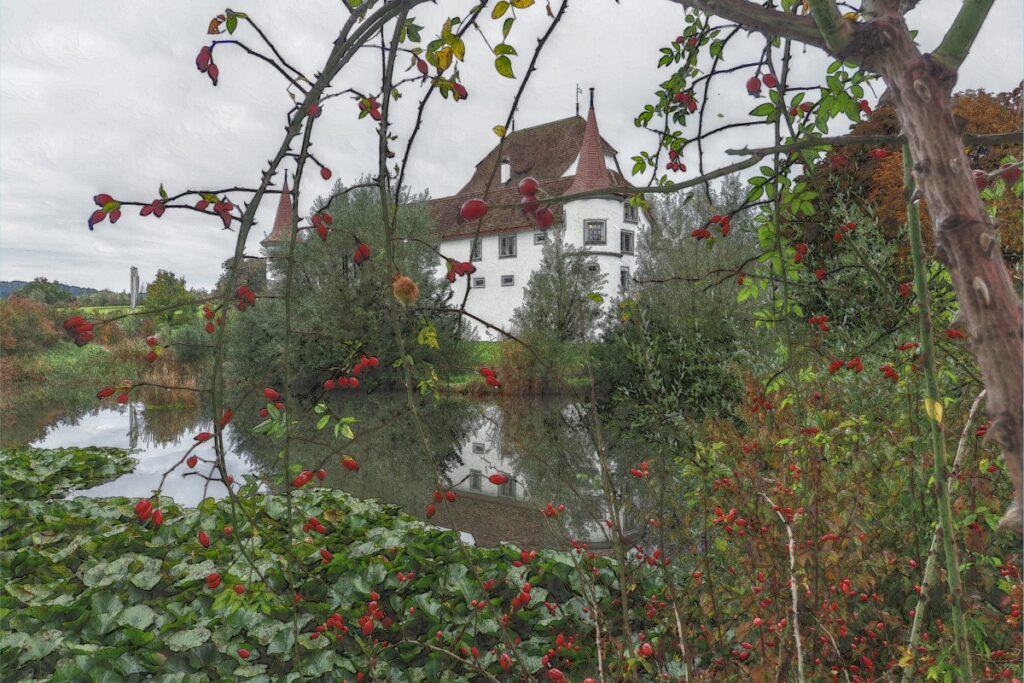 Schloss Wyher vor Schlossteich mit Spiegelbild, durch Hagebuttenstrauch gesehen