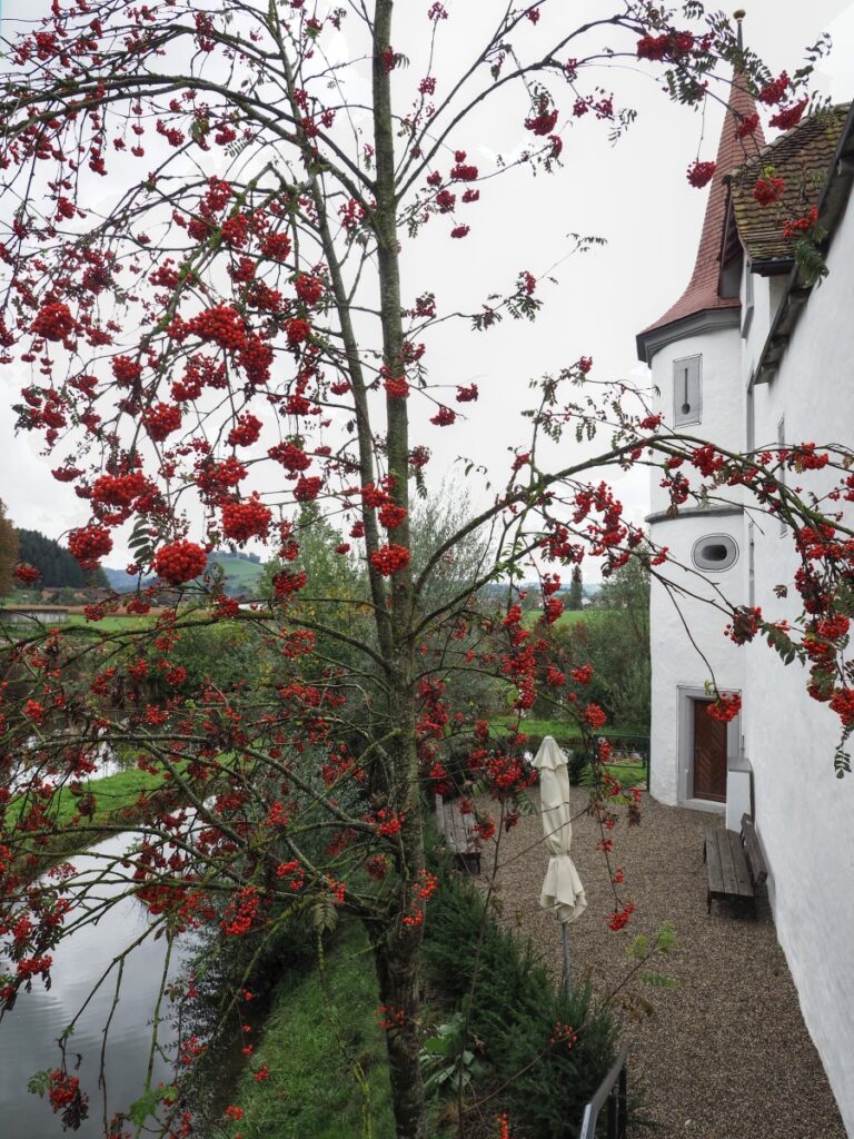 Schloss Wyher, Einzeltürmchen mit Rote-Beeren-Busch davor