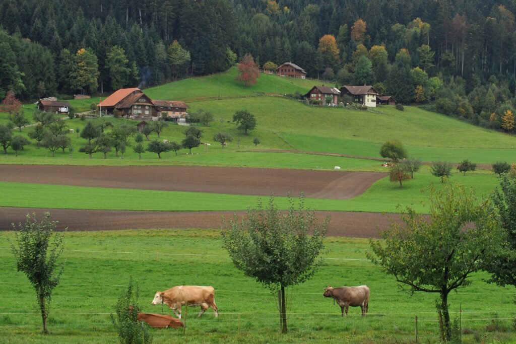 Kühe vor Hang mit Bauernhäusern