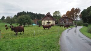 Langhaarige dunkelbraune Rinder mit Bauernhaus, Straße und Radler