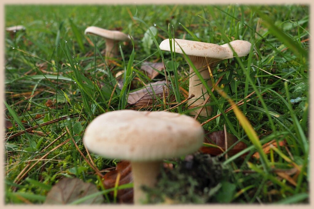 Biege Pilze in Nahaufnahme in feuchtem Gras und Herbstblättern