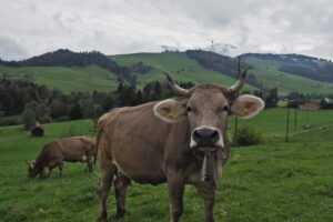 Kuh mit Hörner in Rengg vor weitem Hügelland, Berge in Wolken