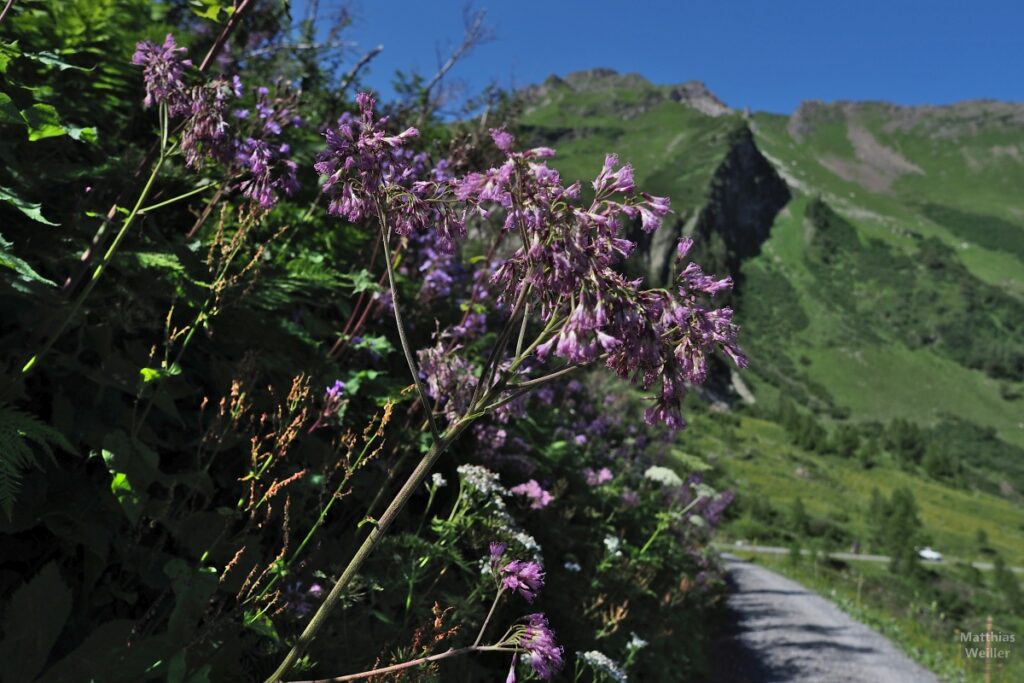 Violetter Doldenstrauch mit Berg/Piste im Hintergrund