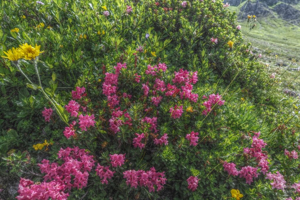 Stilisrtes Bild von einem Alpenrosenbusch