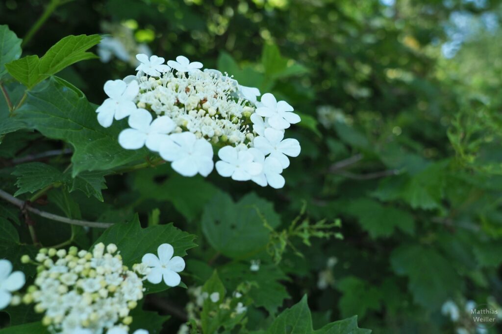 Weiße Blütenrosette
