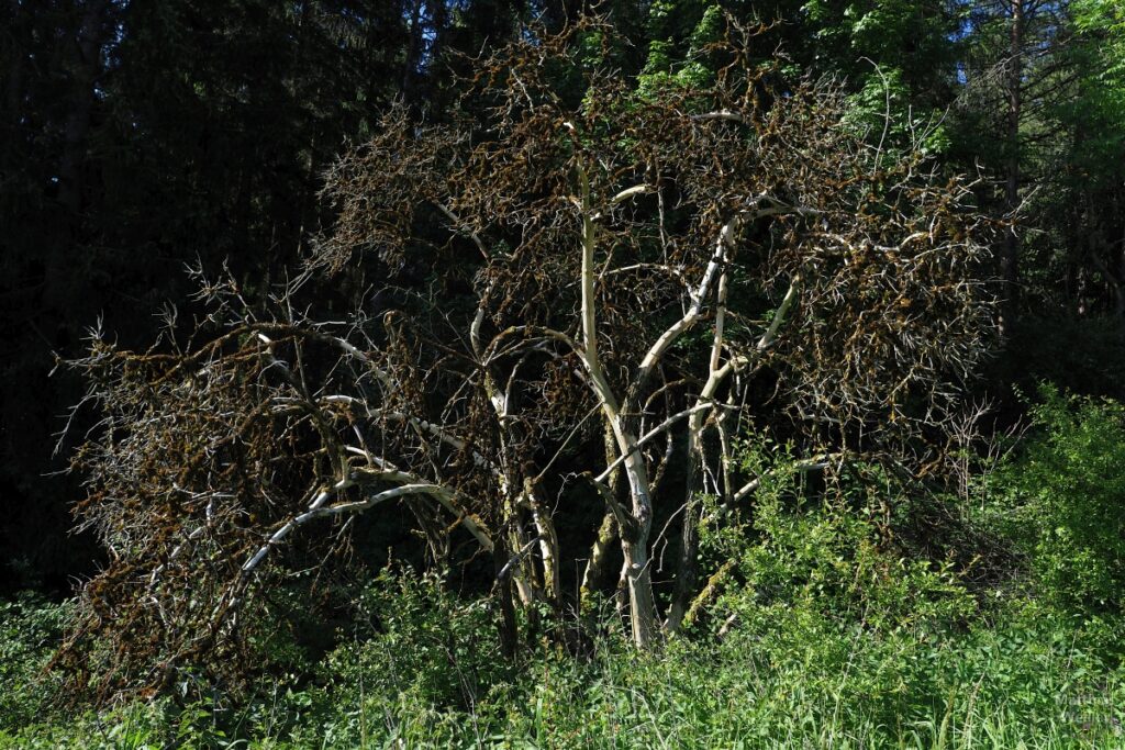 Totholzbaum mit nackten Stämmen