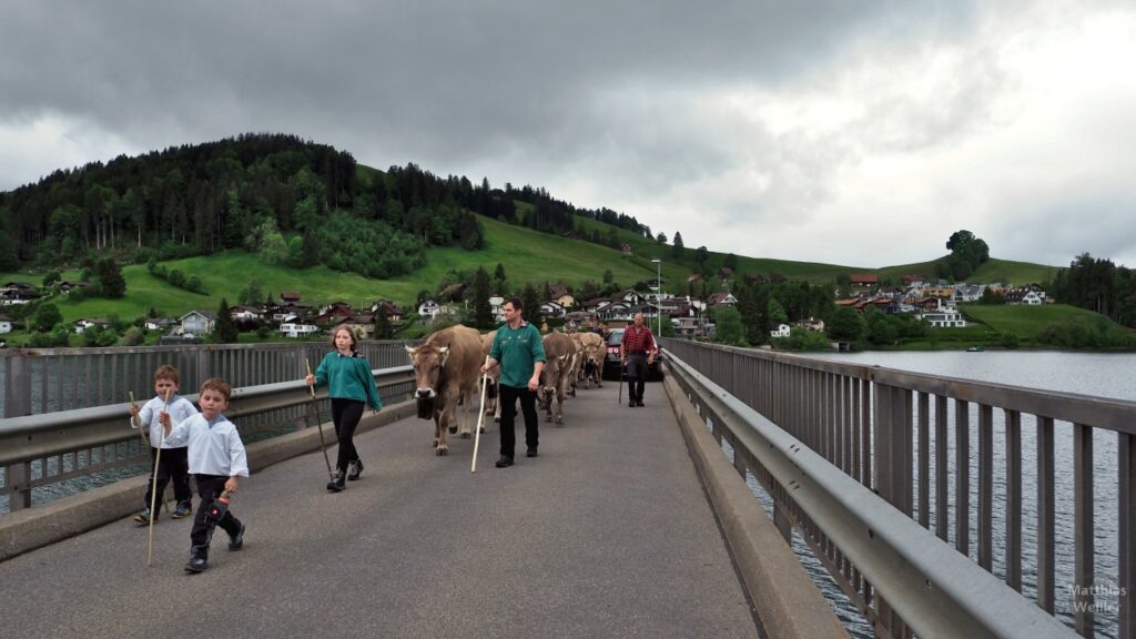 Kuhherde mit Hirten auf der Brücke über den Sihlsee