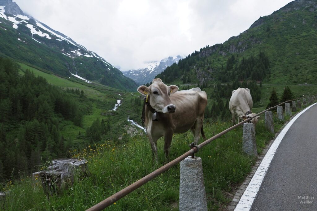 Zwei Kühe mit Meiental-Berglandschaft