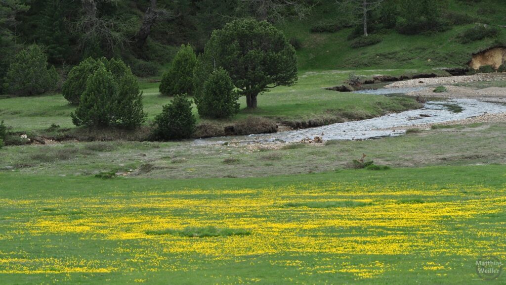 Berwiese im oberen Valle Santa Maria mit gelben Blumenteppich, Bergbach, Einzelbäumen