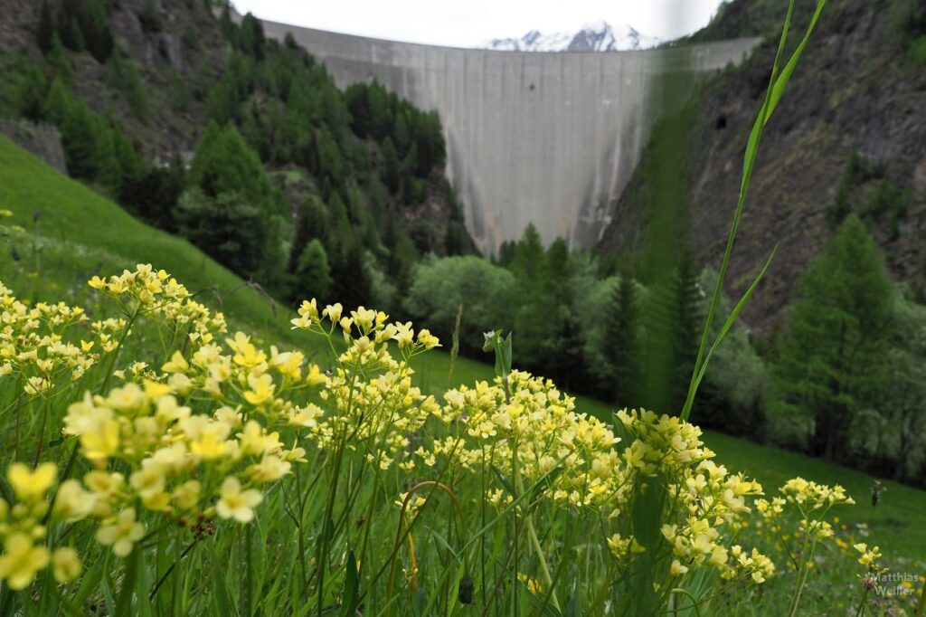 Staumauer Lago di Luzzone mit gelben Bergblumen von unten gesehen