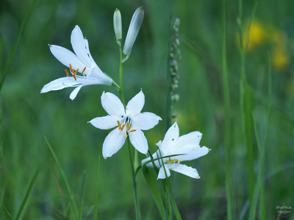 Weiße Bergblume