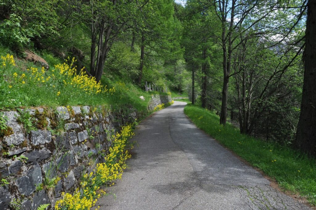 Straßenflucht mit Mauer, gelbe Blume, grünes Spalier