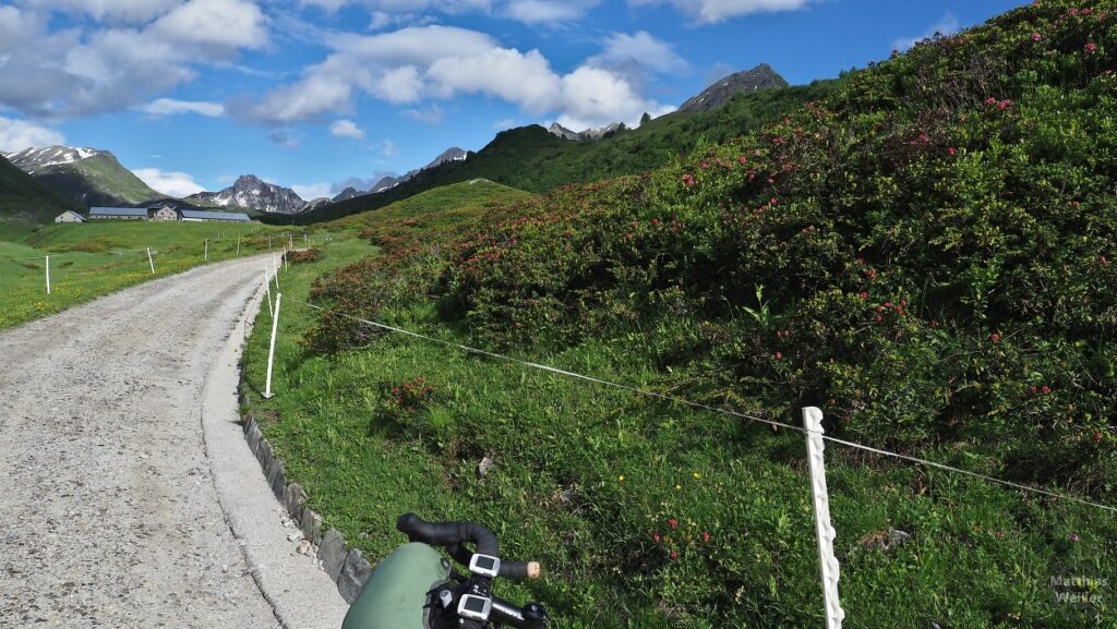 Blick auf Fahrpiste und Almrosenwiese mit Bergkette