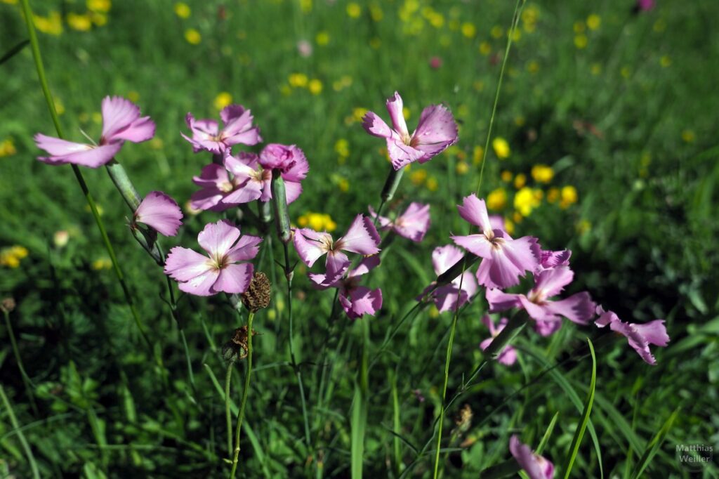 violette Bergblumen