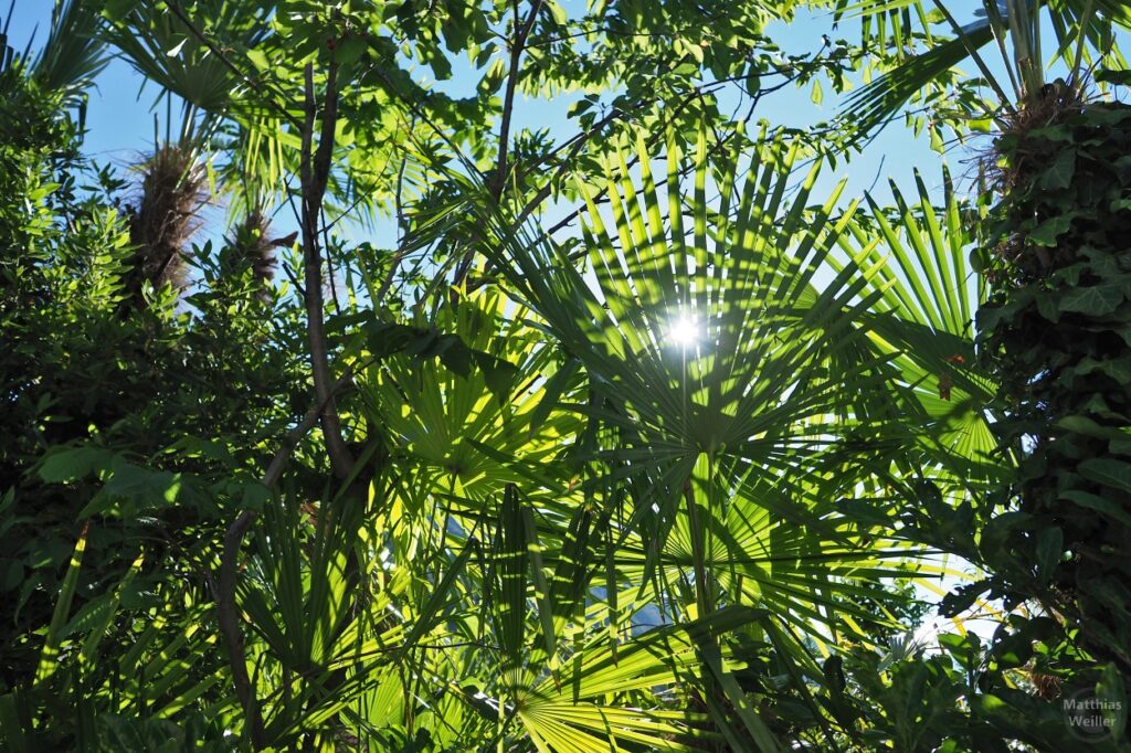 Sonnenlicht durch Palmenblätter