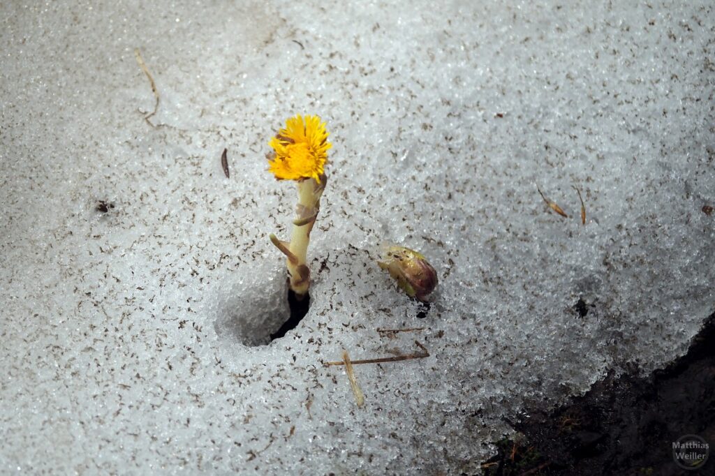 gelbe Bergblume durchbricht den Altschnee