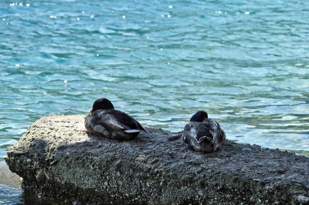 2 dösende Enten auf Stein am See