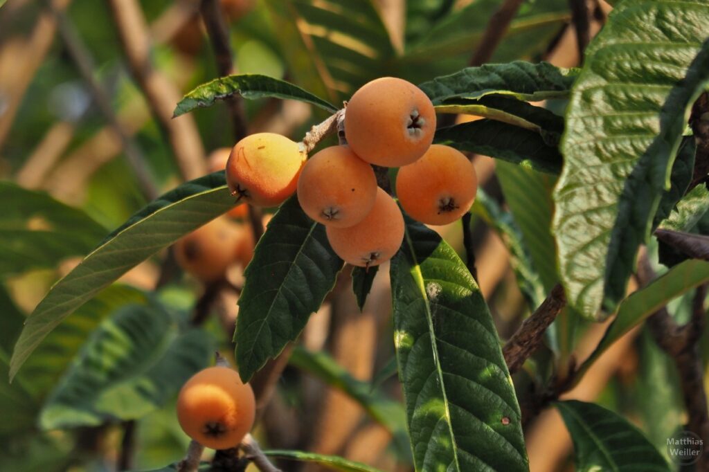 orangene Früchte im baum