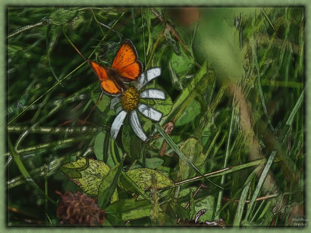 stilisiertes Bild mit orangenem Schmetterling und Margerite