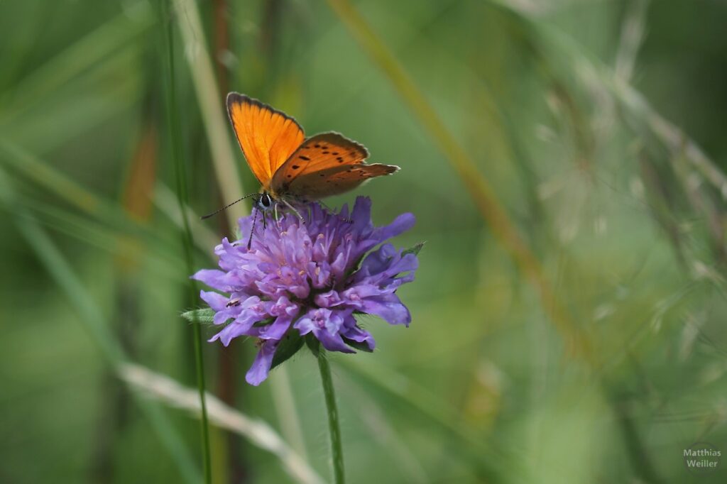 orangener Schmetterling auf blau-violetter Blume