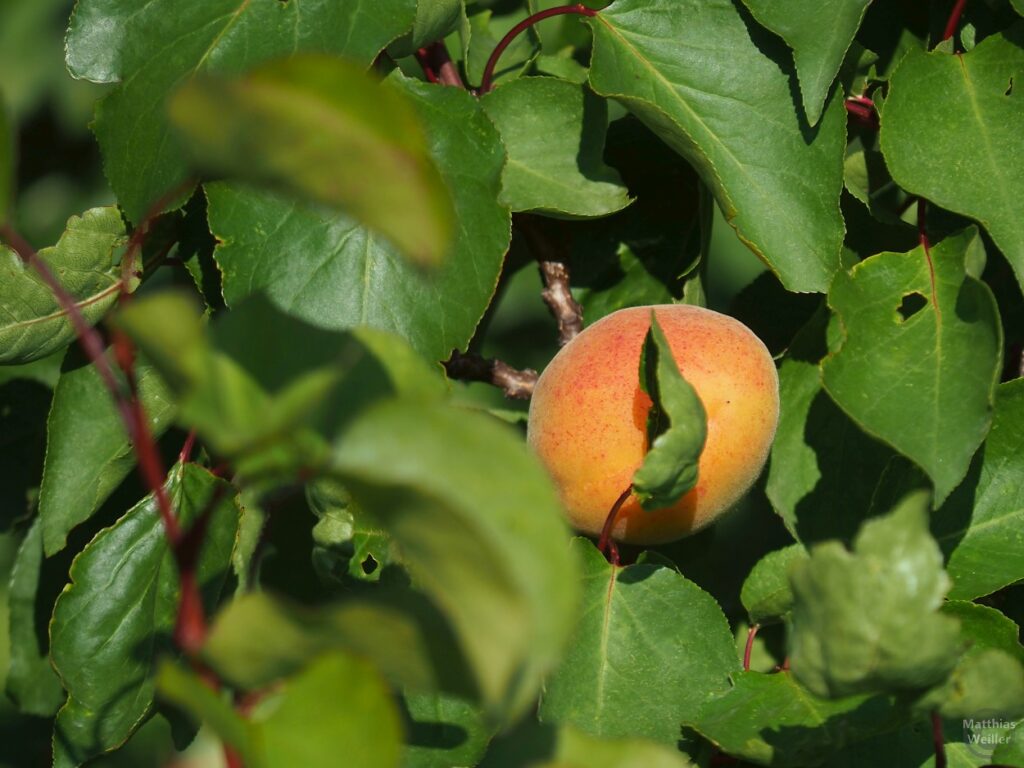 Aprikose mit Blättern umgeben
