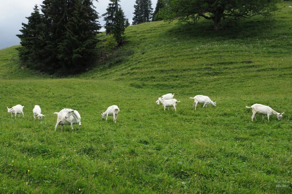 Ziegen auf Bergwiese