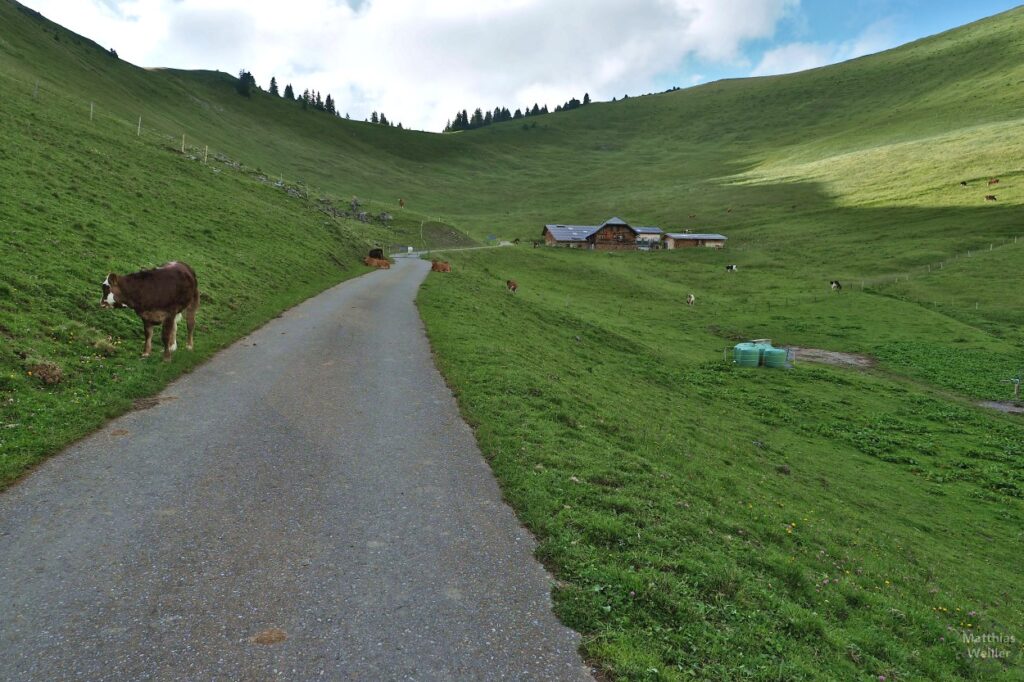 Straße mit Hof und Kuh unterhalb Gestelenpass