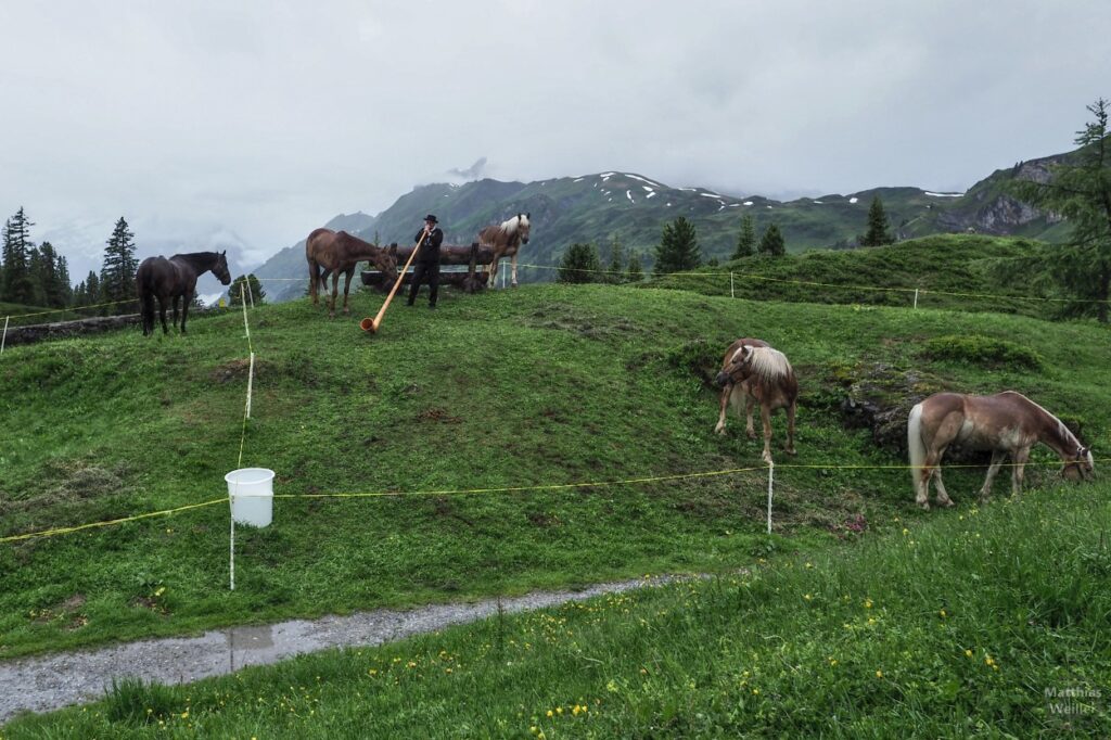 Pferde mit Alphornbläser auf Engstlenalp