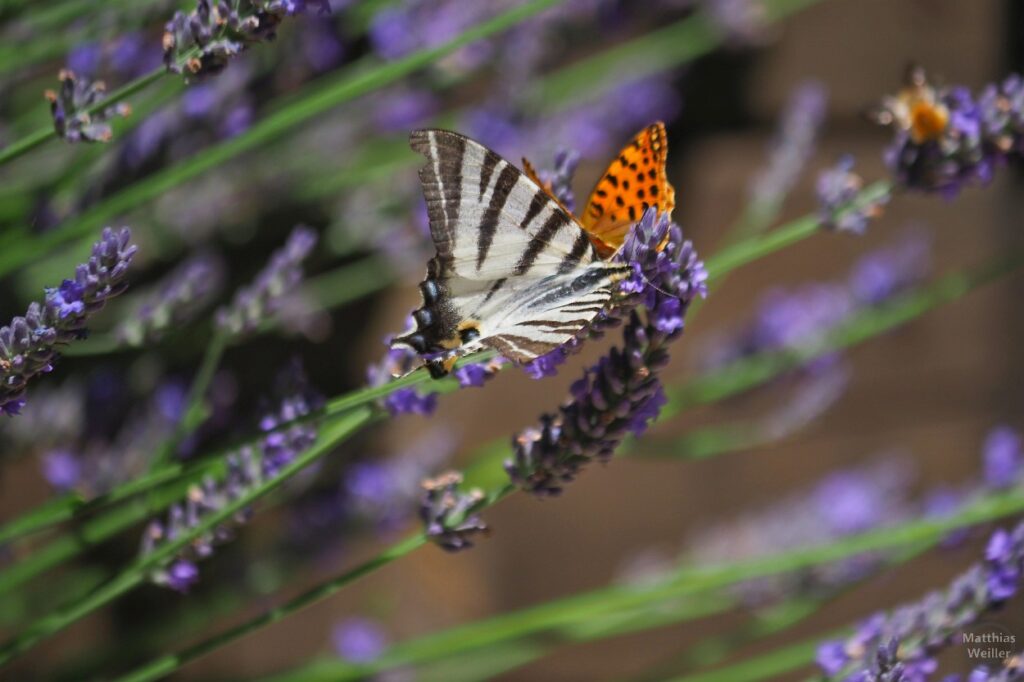 Zwei Schmetterlinge auf Lavendelstrauch, u.a. Schwlabenschwanz